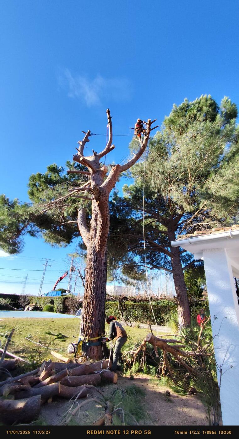Zanja para instalación de riego junto a un olivo