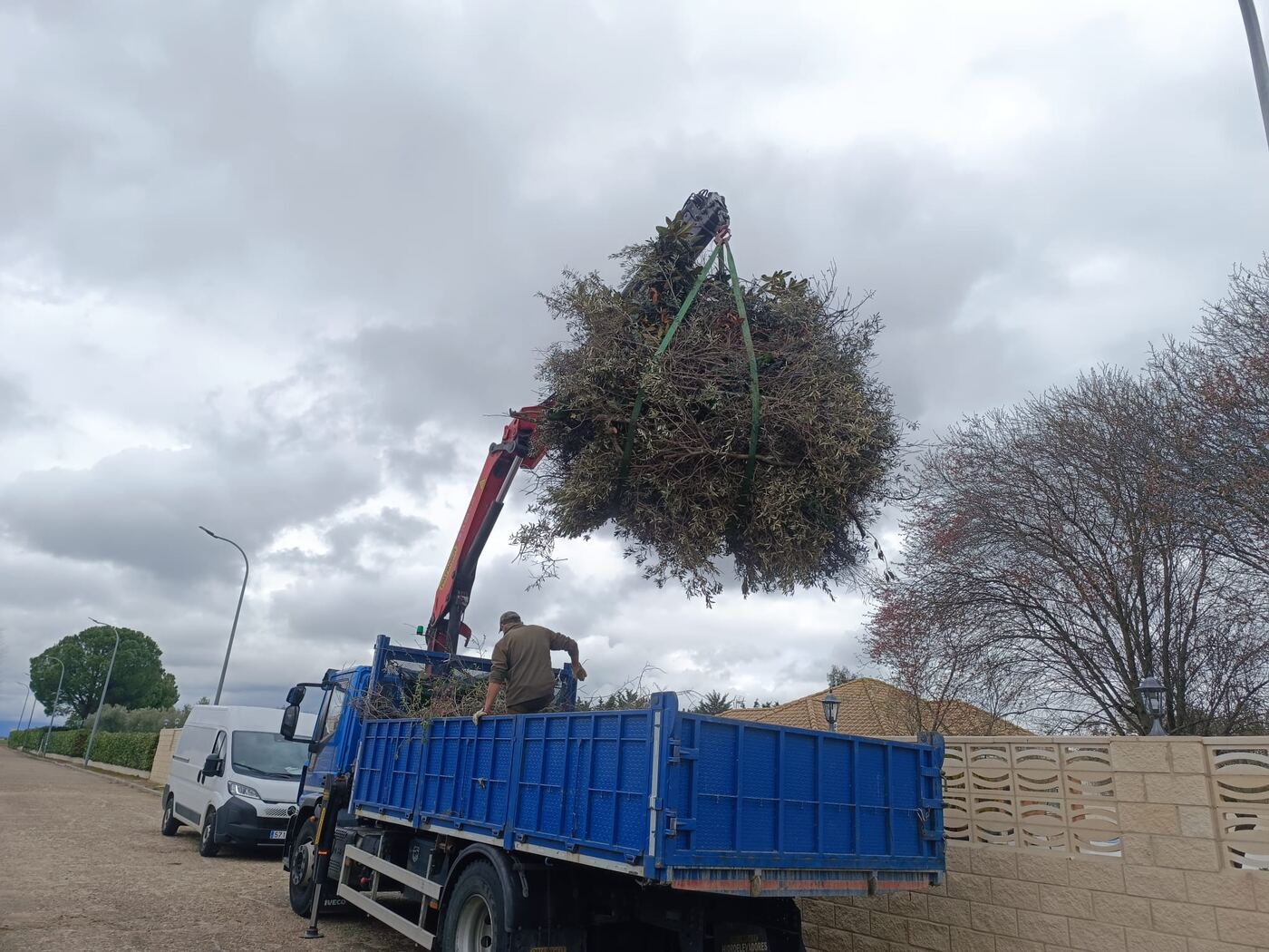 Poda de palmera con sistema de apeo