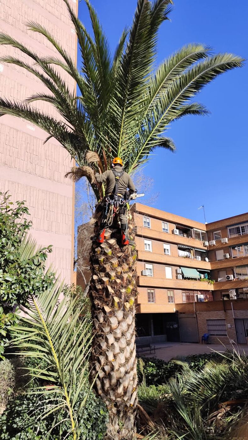 Tala de árbol con plataforma elevadora